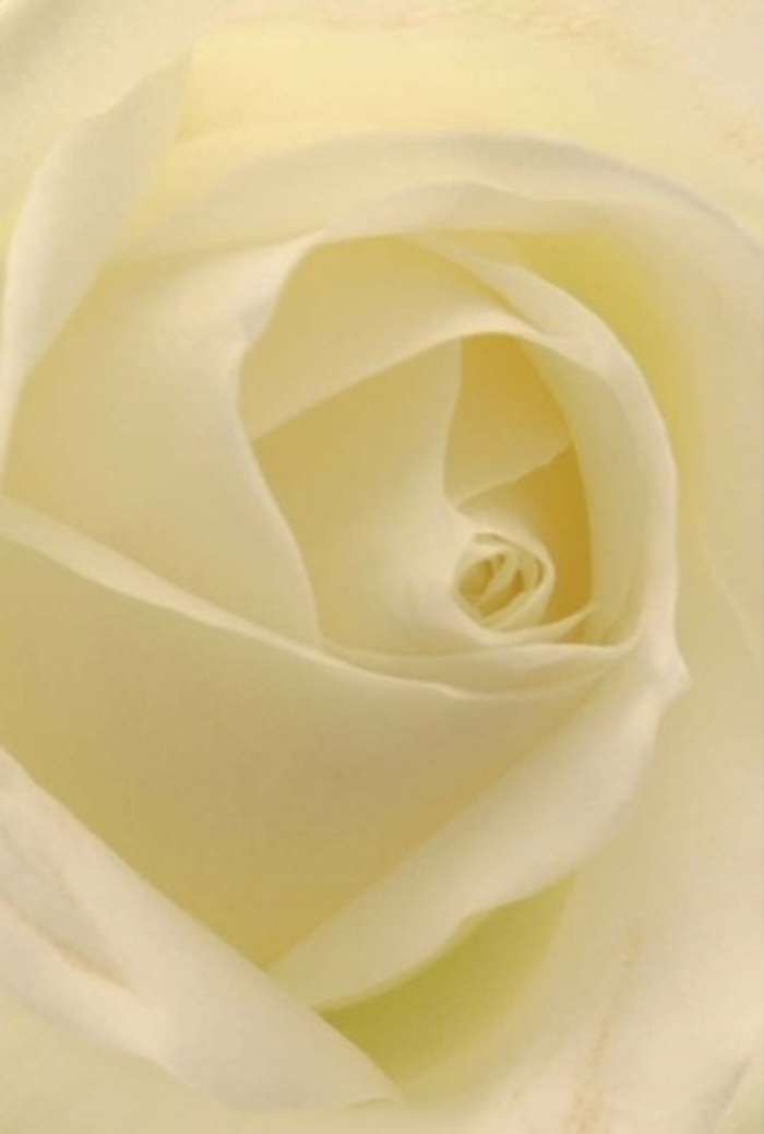 Examining this white rose in exquisite detail reveals a floral composition brimming with sophistication and gentle poise-qualities that define Harlesden's spirit. The petals, layered in graceful spirals with creamy white and pearl tones, appear almost aglow under a soft light that bathes the entire bloom. The subtle transition between matte surfaces and satin highlights gives the rose a lifelike vibrancy, much like the shifting sunlight over Harlesden's friendly High Street. Each intricate fold and shadow captures both purity and quiet resilience, suggesting this rose as a perfect tribute for heartfelt occasions: elegant wedding centrepieces, meaningful apologies, or tokens of remembrance. The innermost core, tight and flawless, implies strength within vulnerability, while the outermost, nearly transparent petals embody grace and fragility. It's the sort of bloom that reminds us of early mornings at Roundwood Road Park, where clarity, peace, and renewal fill the air. This rose, arranged by the expert team at Florist Harlesden and available for delivery across the neighbourhood, releases a clean, soothing fragrance-perfectly accenting any room or moment. The careful gradation of hue and expert placement of each layer elevate this blossom, making it a universally timeless and meaningful gift.